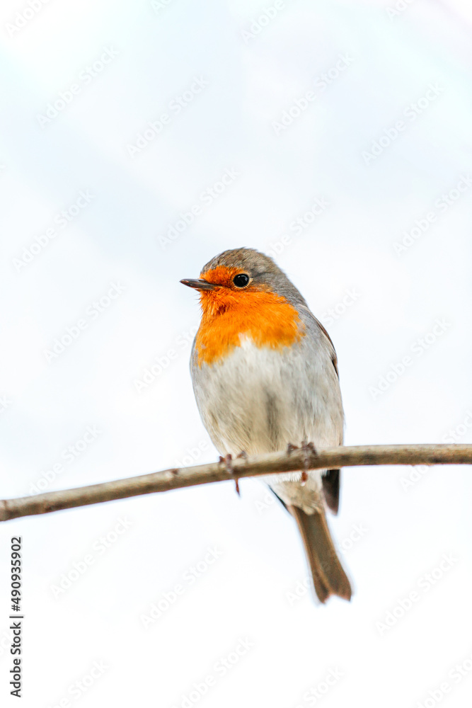 Fototapeta premium Robin or pomegranate Nightingale is a species of bird classified in the family flycatcher. Erithacus rubecula