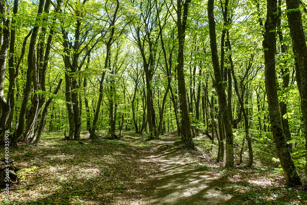 A mysterious forest in the Demerji mountains. The Valley of Ghosts. Crimea. Russia 2021 A mysterious forest in the Demerji mountains. The Valley of Ghosts. Crimea. Russia 2021