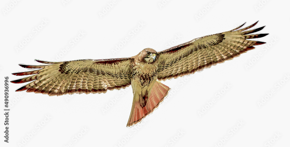 red tailed hawk - Buteo jamaicensis - soaring in sky while looking down red tailed hawk - Buteo jamaicensis - soaring in sky while looking down