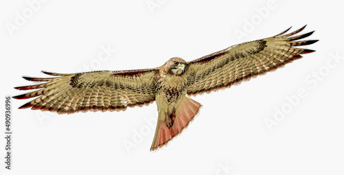 red tailed hawk - Buteo jamaicensis - soaring in sky while looking down