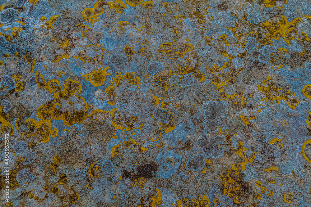 yellow moss on the stone yellow moss on the stone