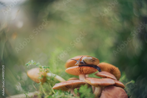 a snail walking on a mushroom with a unique bokeh background