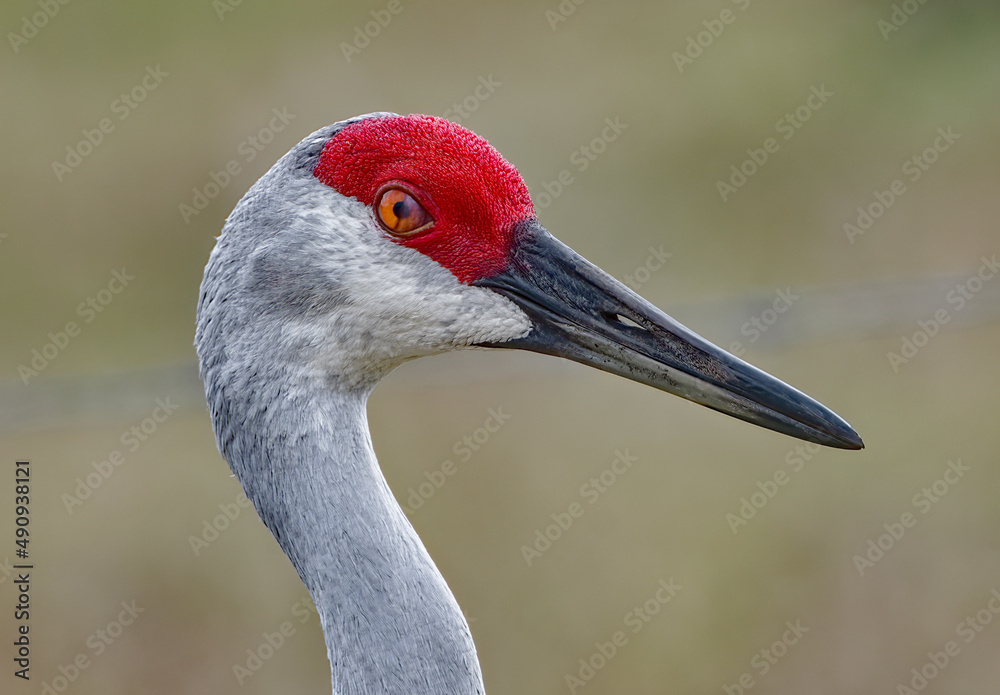 Fototapeta premium Close up of protective nictitating eye membrane of an adult wild sandhill crane - Grus canadensis