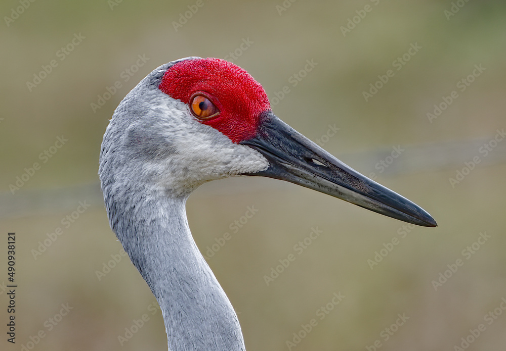 Close up of protective nictitating eye membrane of an adult wild sandhill crane - Grus canadensis