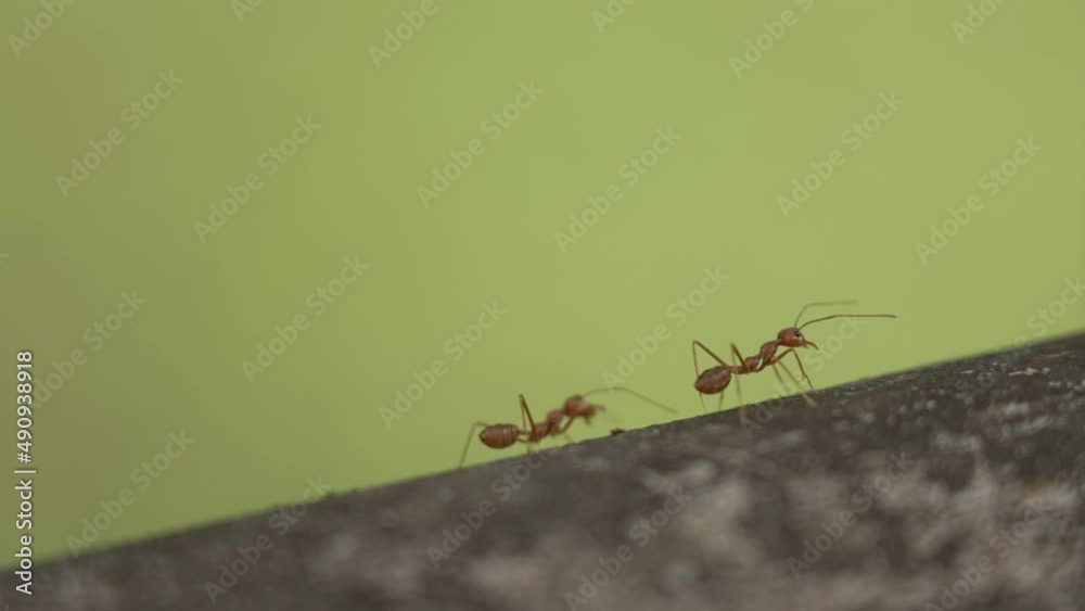 Macro plan brown ants run on an inclined surface against a green background. A close-up of the life of brown ants in the daytime. Stormy ants walk on the stone surface. Slow motion. Macro plan brown ants run on an inclined surface against a green background. A close-up of the life of brown ants in the daytime. Stormy ants walk on the stone surface. Slow motion.
