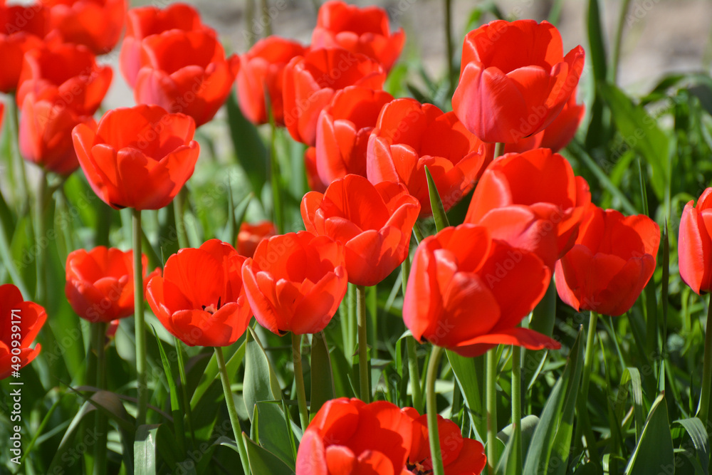 Red tulips bloom on a flower bed in the garden Red tulips bloom on a flower bed in the garden