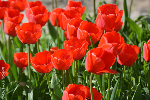Red tulips bloom on a flower bed in the garden