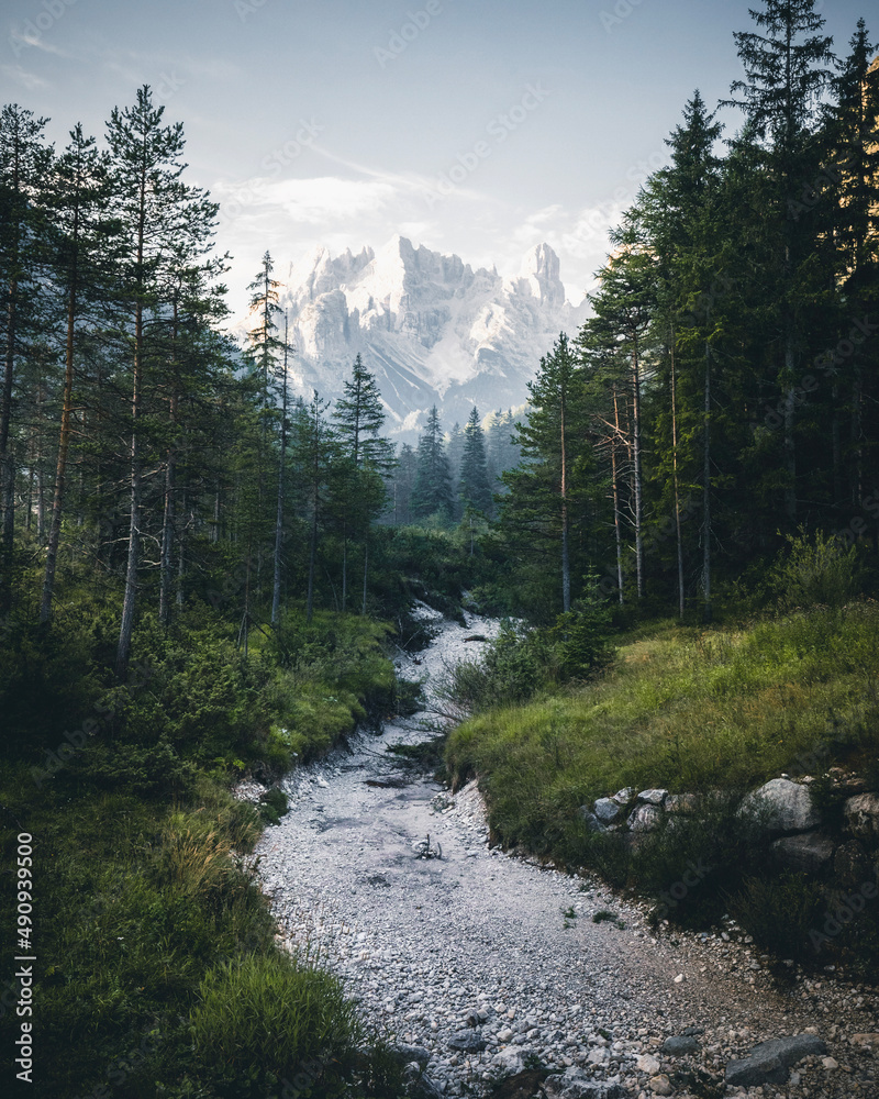 Forest and Mountain in the Dolomites