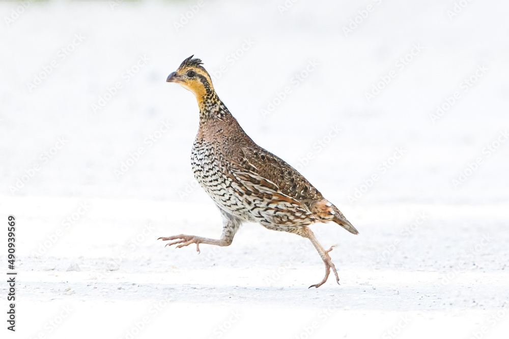 Fototapeta premium female northern bobwhite quail - Colinus virginianus - running across dirt gravel road in North Florida