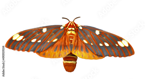 Bright colored giant silk moth - Regal Moth, Citheronia regalis photo