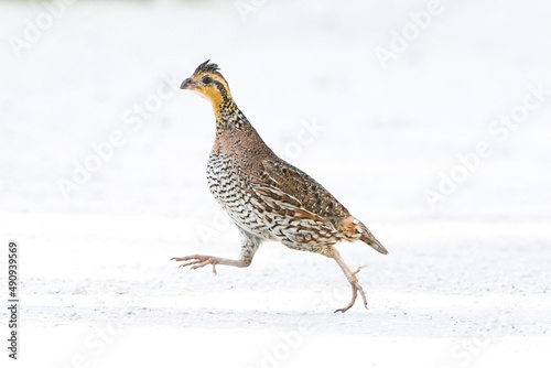 female northern bobwhite quail - Colinus virginianus - running across dirt gravel road in North Florida photo