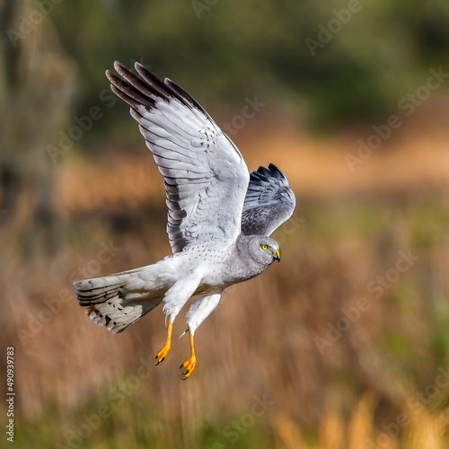 Close up of a male northern harrier - Circus hudsonius
