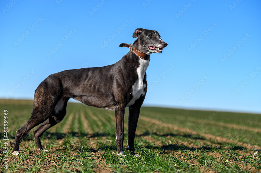 Greyhound standing in an open field countryside Greyhound standing in an open field countryside