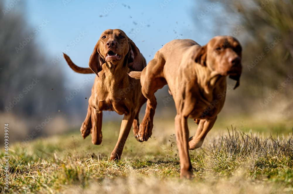 Beautiful pure-bred Hungarian or Magyar Vizslas aka Smooth-Haired Vizsla running very fast while chasing fowl and upland game in the woods