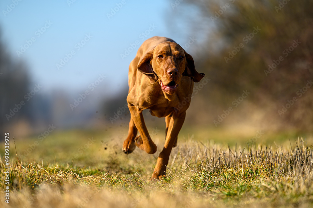 A beautiful pure-bred Hungarian or Magyar Vizsla aka Smooth-Haired Vizsla running very fast while chasing fowl and upland game in the woods A beautiful pure-bred Hungarian or Magyar Vizsla aka Smooth-Haired Vizsla running very fast while chasing fowl and upland game in the woods