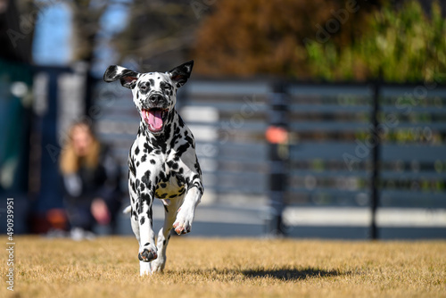 A young and playful dalmatian running fast in the backyard while playing with his owner