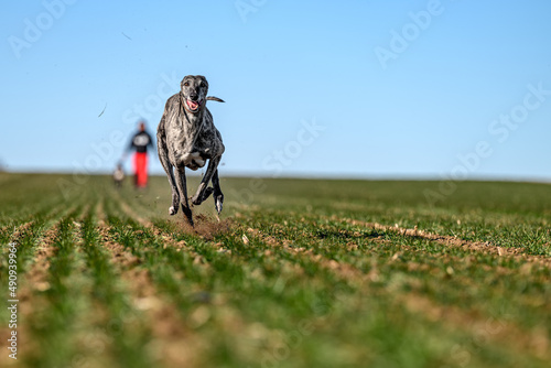 Greyhound running at full speed during a training session or exercise for a dog racing