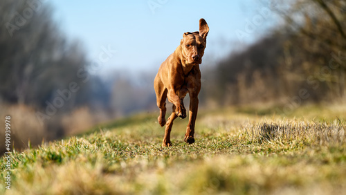 A beautiful pure-bred Hungarian or Magyar Vizsla aka Smooth-Haired Vizsla running very fast while chasing fowl and upland game in the woods