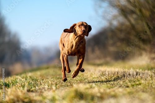 A beautiful pure-bred Hungarian or Magyar Vizsla aka Smooth-Haired Vizsla running very fast while chasing fowl and upland game in the woods