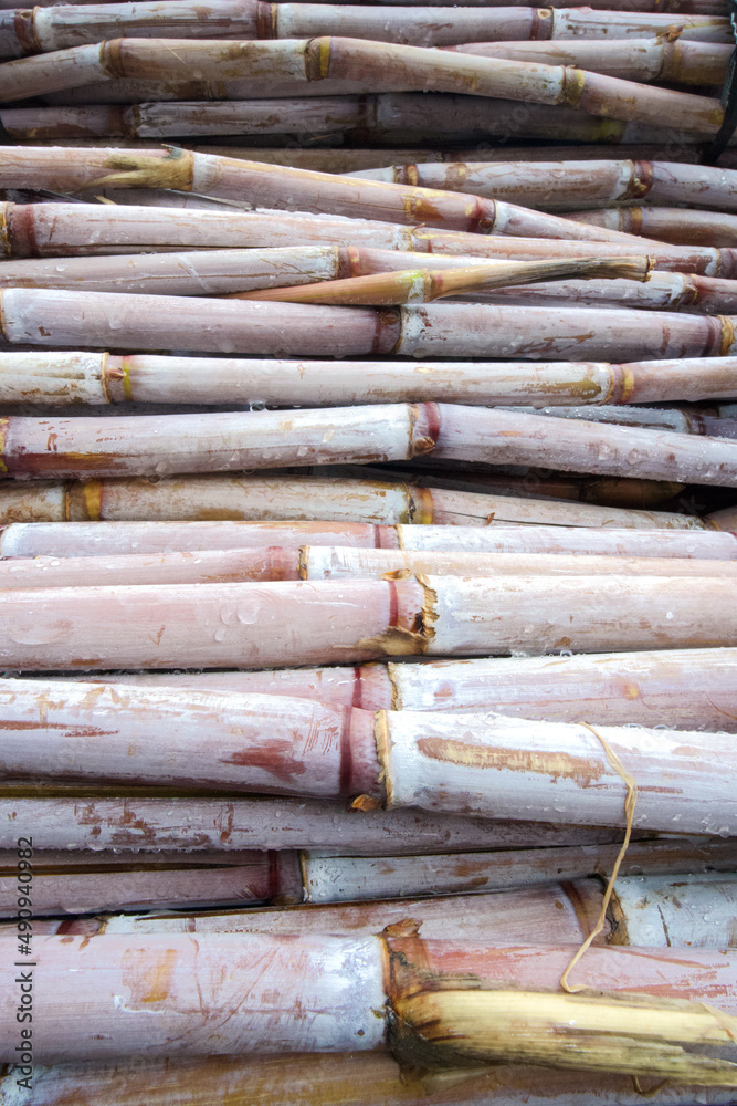 Zuckerrohr (Saccharum officinarum) Porto da Cruz Madeira Portugal