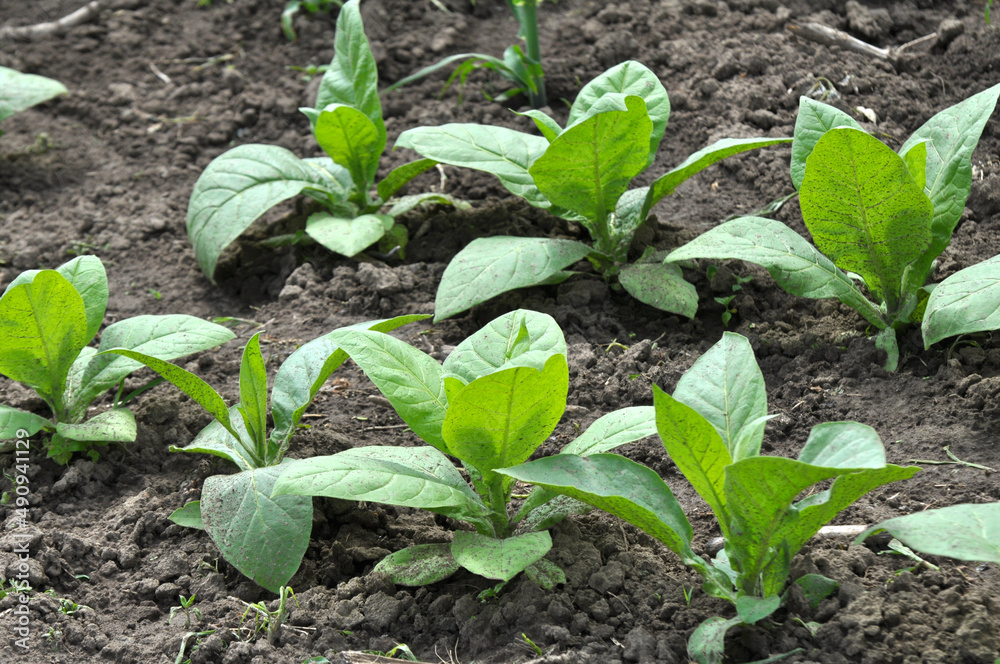 Tobacco growing on plantations