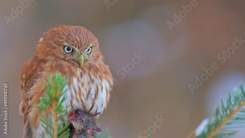 The ferruginous pygmy owl (Glaucidium brasilianum) with prey, on a coniferous tree. photo