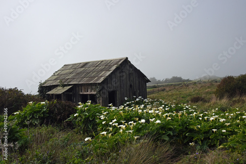 Lilies Near an Old Outbuilding on the Central California Coast