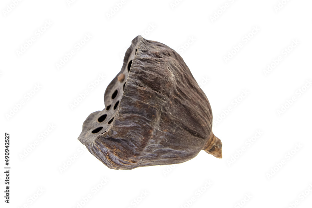 Dried lotus flower pod with seeds in holes isolated on white