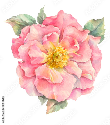 Image of blooming tea rose. Watercolor illustration of tea rose.