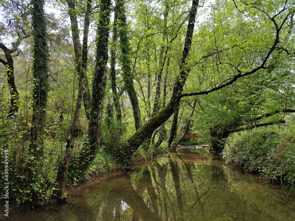 Fototapeta premium Paisaje Natural, Río Múrtiga