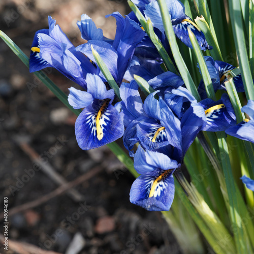 Touffe d'Iris réticulé ou iris reticulata 'Harmony Bulbe' à fleurs bleu vif marquée de jaune et de stries blanches et noires portées par des tiges dressées aux feuilles étroites et pointues