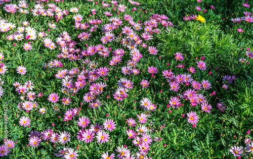 Blossoming decorative daisy flower among green grass