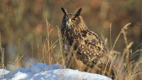 A beautiful Eurasian eagle-owl (Bubo bubo) sitting in the snow on the ground in a winter forest. Close up of the head. photo