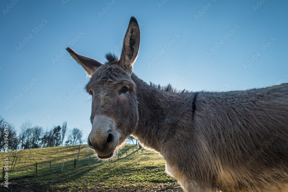 Junge Esel auf der Weide im Frühjahr