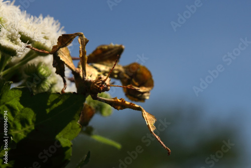 Extatosoma tiaratum, commonly known as the spiny leaf insect, the giant prickly stick insect, Macleay's specter or the Australian. photo