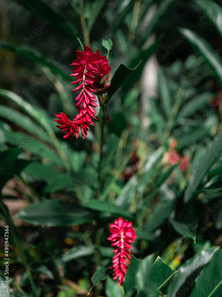 Red ginger flowers growing on the rainforest. Close up. Red ginger flowers growing on the rainforest. Close up.