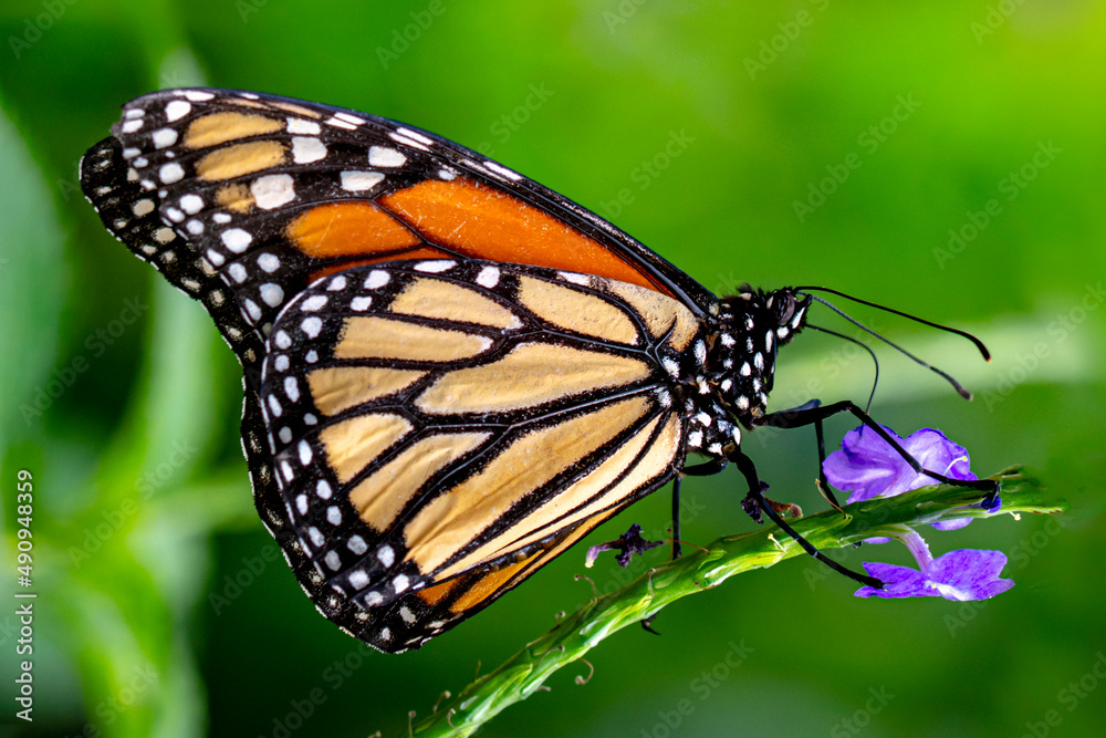 Obraz premium Macro shots, Beautiful nature scene. Closeup beautiful butterfly sitting on the flower in a summer garden.