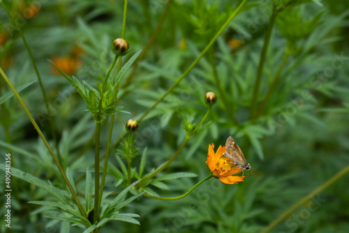 Brown and white butterfly perched on an orange flower with a green blurred vegetation background, showcasing its delicate wings and vibrant nature in a peaceful outdoor setting
