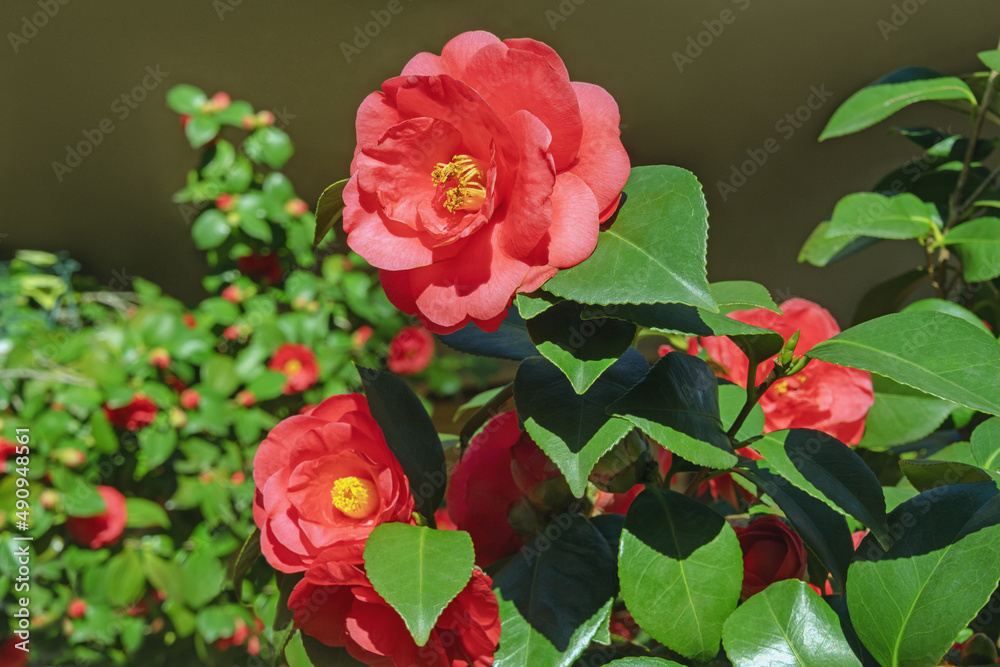 Beautiful spring flowers. Flowering Camellia bush in garden Beautiful spring flowers. Flowering Camellia bush in garden