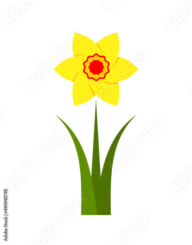 daffodil flower isolated on white background