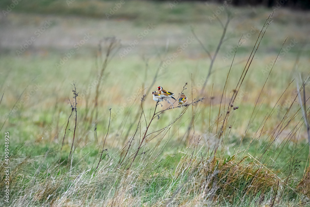 a flock of Goldfinches (Carduelis carduelis) feeding amongst winter meadow grass stalks