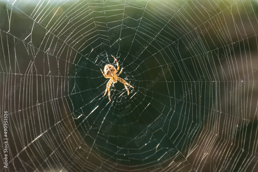 Naklejka premium Gartenkreuzspinne im Spinnennetz