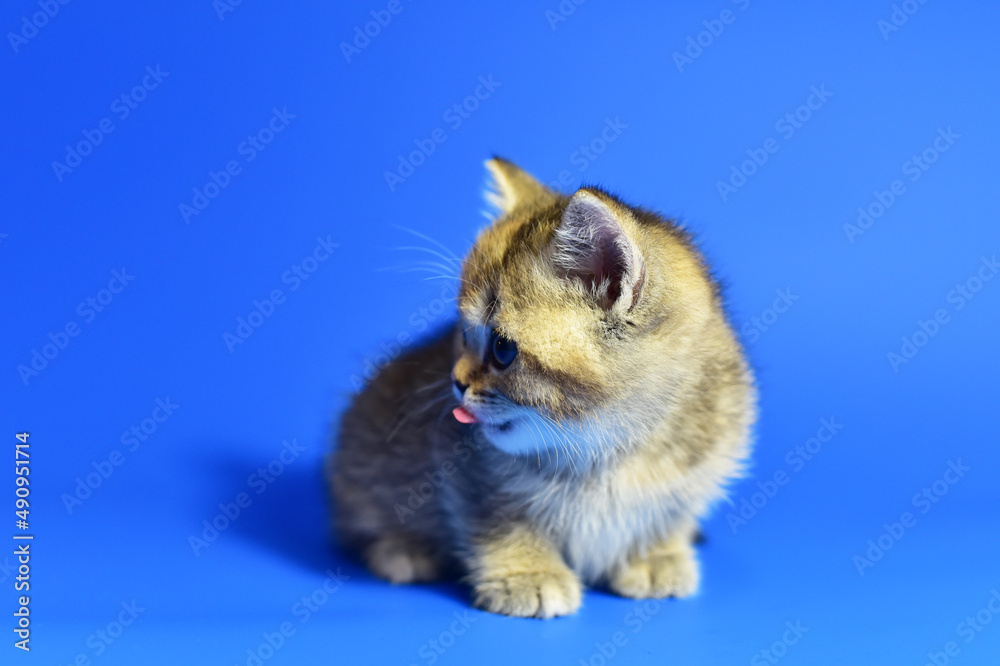 Obraz premium Small kitten of the British chinchilla breed on blue background. Little baby cat lick. Babycat with with open mouth sticking out tongue licks. Family cats and domestic kittens concept