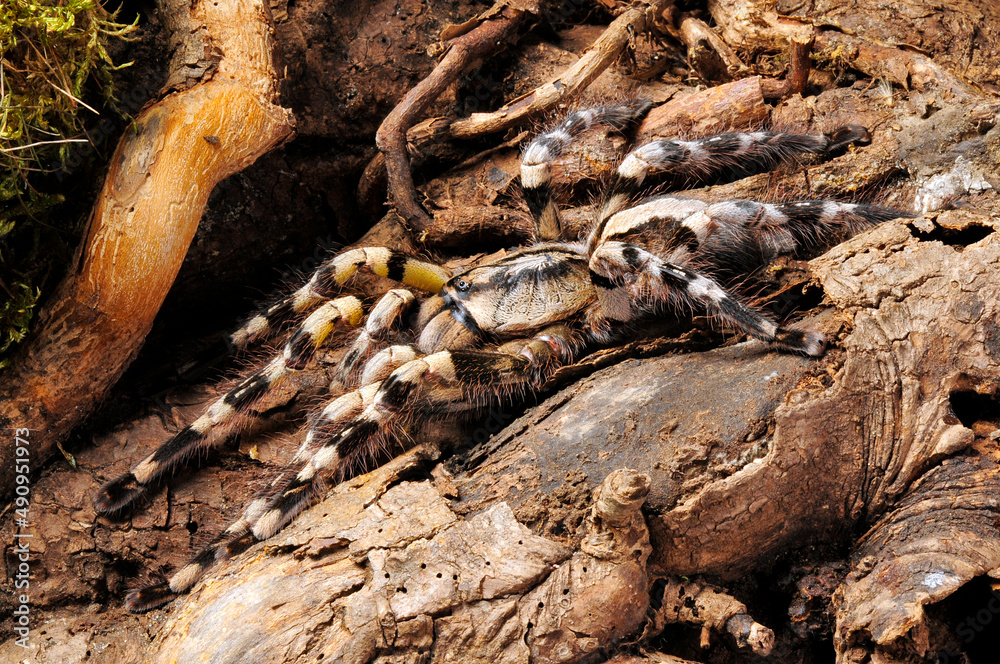 Sri Lanka ornamental tarantula // Sri LankaBaumvogelspinne