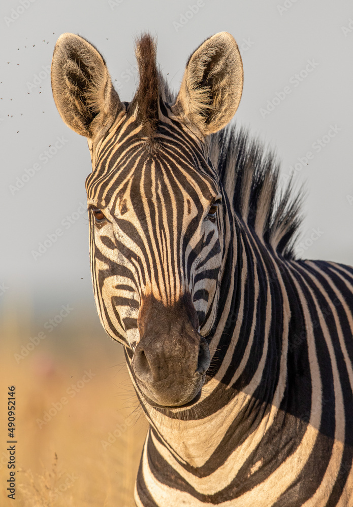 Naklejka premium Plains Zebra, Pilanesberg National Park