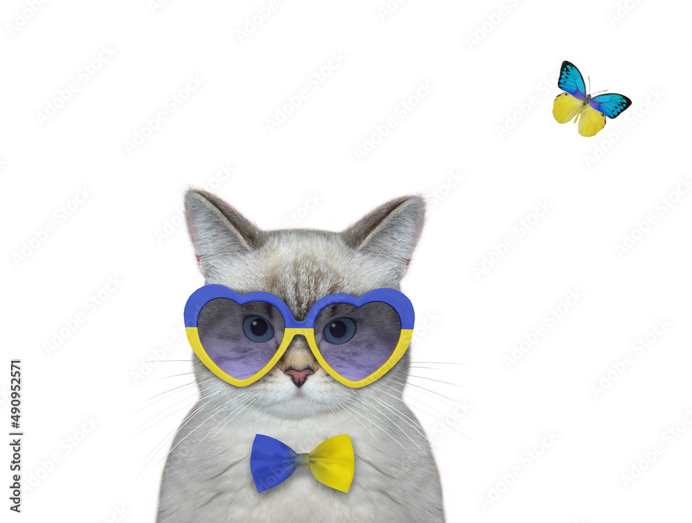 An ashen cat patriot wears ukrainian flag heart shaped sunglasses. White background. Isolated.