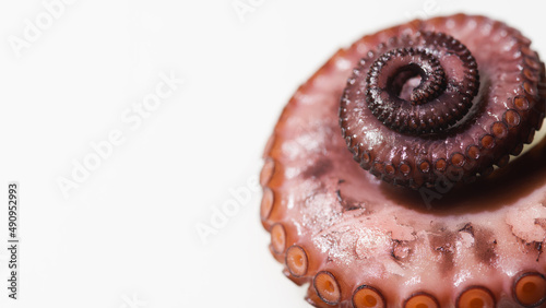 Part of a bizarre marine animal, an octopus with tentacles and suckers. Isolated on a white background. Biology, aquarium, seafood, cooking, exotic gourmet cuisine.