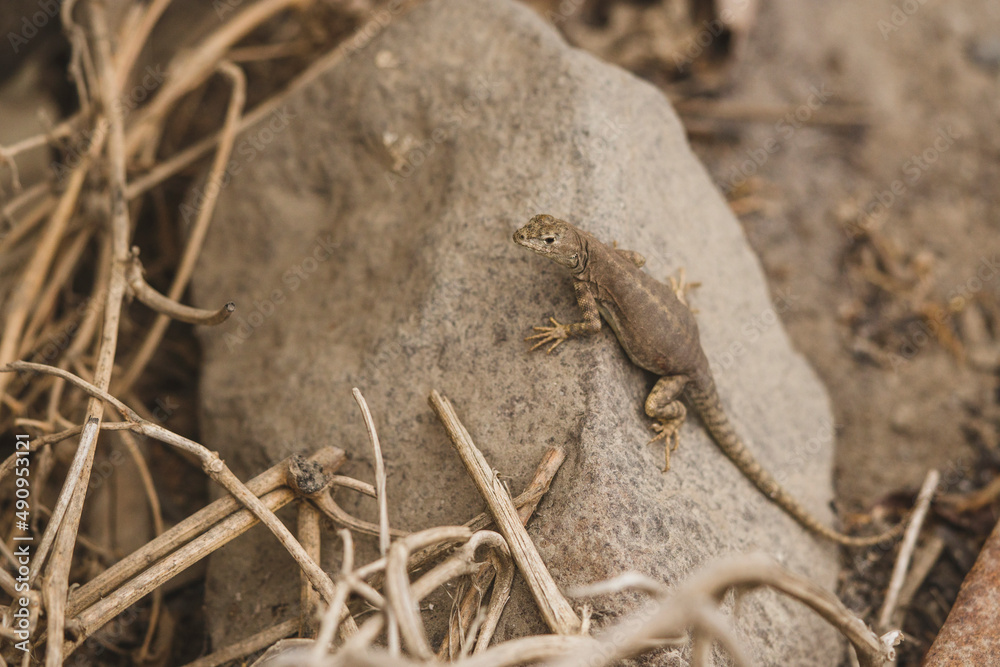 lizard on the stone lizard on the stone