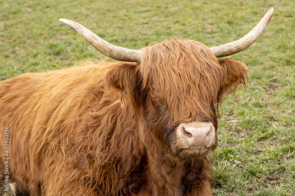 Close-up of a furry cow from the Scottish Highlands Close-up of a furry cow from the Scottish Highlands