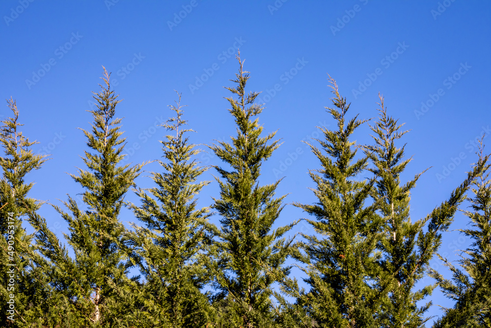 Pine forest in the Pyrenees with the blue sky in the background Pine forest in the Pyrenees with the blue sky in the background